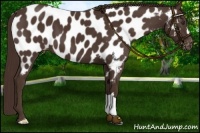 Horse Color:Liver Chestnut Near Leopard 