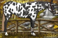 Horse Color:Liver Chestnut Appaloosa
