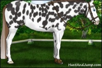 Horse Color:Liver Chestnut Splash Near Leopard 