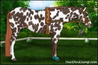 Horse Color:Liver Chestnut Near Leopard 