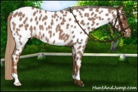 Horse Color:Red Roan Near Leopard 
