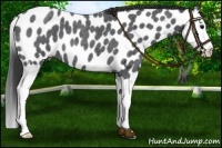 Horse Color:Blue Roan Splash Near Leopard 