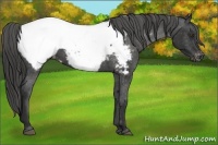 Horse Color:Liver Chestnut Appaloosa 
