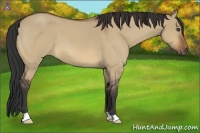 Horse Color:Bay Roan Dun
