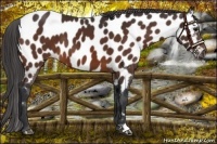 Horse Color:Bay Near Leopard