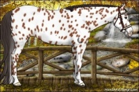 Horse Color:Bay Frame Appaloosa 