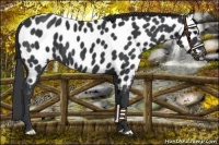 Horse Color:Black Near Leopard 