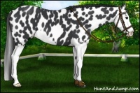 Horse Color:Black Splash Leopard 