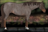 Horse Color:Liver Red Roan 