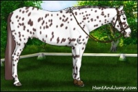 Horse Color:Chocolate Black Appaloosa 