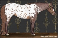 Horse Color:Chocolate Buckskin Appaloosa 