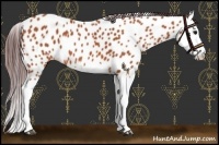 Horse Color:Chocolate Bay Splash Leopard 