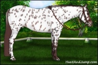 Horse Color:Chocolate Brown Roan Near Leopard 