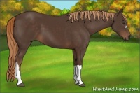 Horse Color:Liver Chestnut 