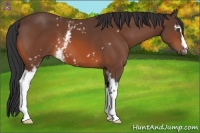 Horse Color:White Spotted Bay 