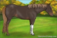 Horse Color:Liver Chestnut 