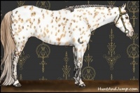 Horse Color:Buckskin Near Leopard  and Amber Cream Champagne Near Leopard 
