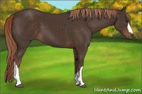 Horse Color:Liver Chestnut 