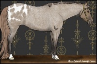 Horse Color:Liver Red Dun Roan Appaloosa 