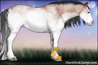 Horse Color:White Spotted Bay Splash