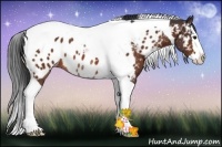 Horse Color:Bay Splash Tobiano Near Leopard