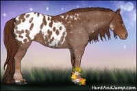 Horse Color:Chestnut Appaloosa