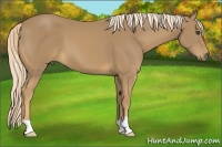 Horse Color:Palomino