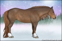 Horse Color:Liver Chestnut 
