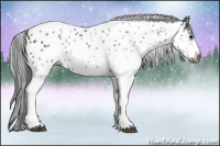 Horse Color:Gray Black Ice Sabino Appaloosa 