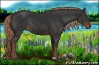 Horse Color:Liver Chestnut Sabino Rabicano 