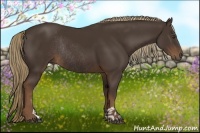 Horse Color:Liver Chestnut Sabino Rabicano