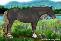 Horse Color:Liver Chestnut Sabino Rabicano 