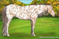 Horse Color:Amber Champagne Appaloosa  and Amber Champagne Appaloosa 