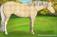 Horse Color:Plaid  Palomino 