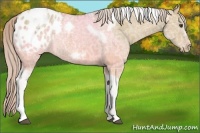 Horse Color:Palomino Ice Dun Tobiano Frame Appaloosa Rabicano