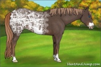 Horse Color:Liver Chestnut Ice Frame 