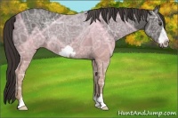 Horse Color:Liver Chestnut Ice Frame