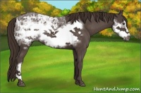 Horse Color:Liver Chestnut Ice Frame