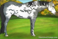 Horse Color:Black Ice Frame 