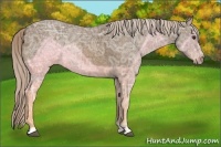Horse Color:Chocolate Palomino Ice 