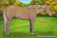 Horse Color:Palomino 
