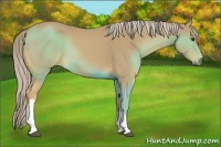 Horse Color:Palomino
