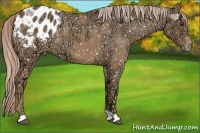 Horse Color:Palomino Ice Roan Appaloosa 