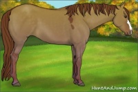 Horse Color:Red Dun
