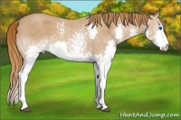 Horse Color:White Spotted Red Roan Splash