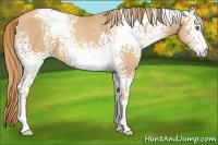 Horse Color:White Spotted Gold Champagne