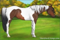 Horse Color:Bay Tobiano Rabicano 