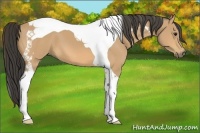 Horse Color:Buckskin Tobiano 