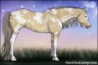 Horse Color:White Spotted Chocolate Palomino Dun