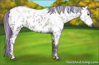Horse Color:Gray Painted Chestnut Ice Frame Appaloosa